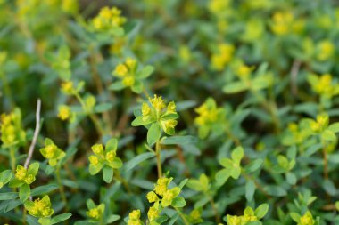 Dikenli küçük çiçekler - Latince adı - Euphorbia spinosa