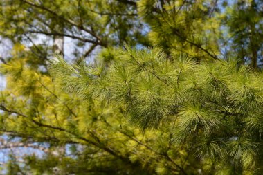 Eastern white pine branch - Latin name - Pinus strobus clipart