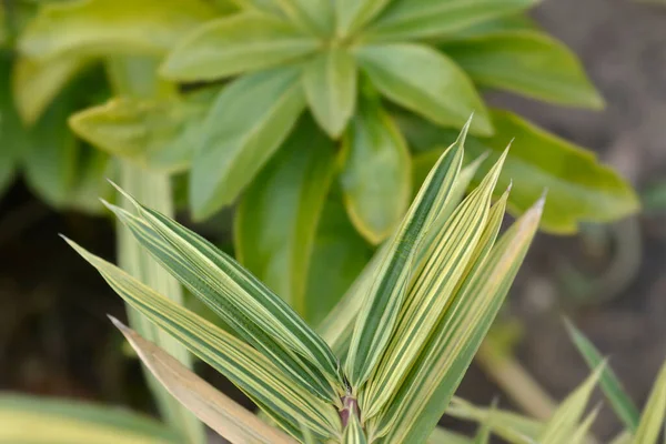 Dwarf White Striped Bamboo Leaves 라틴어 Pleioblastus Fortunei Variegata — 스톡 사진