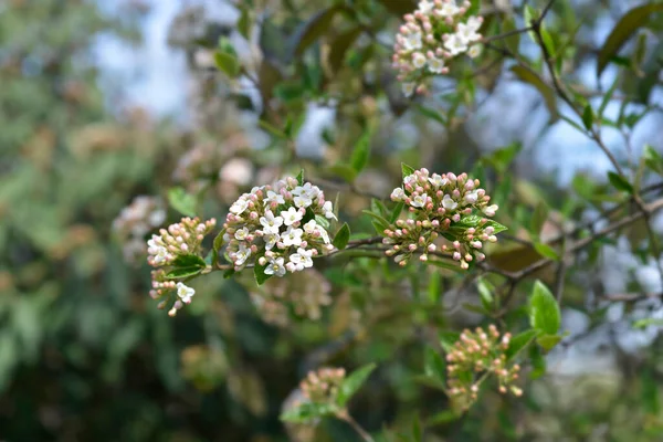 Çiçekli Kore Baharat Viburnum Dalları Latince Adı Viburnum Carlesii — Stok fotoğraf