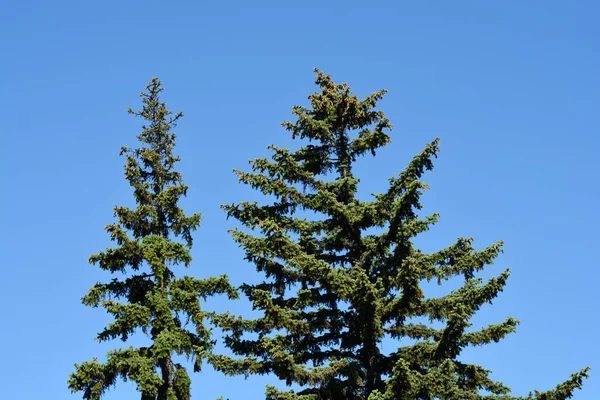 Colorado Blue Spruce Trees Blue Sky Latin Name Picea Pungens — Stock Photo, Image