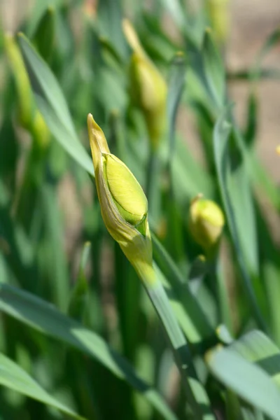 Double Daffodil Flower Drift Bud Latin Name Narcissus Flower Drift — Stock Photo, Image