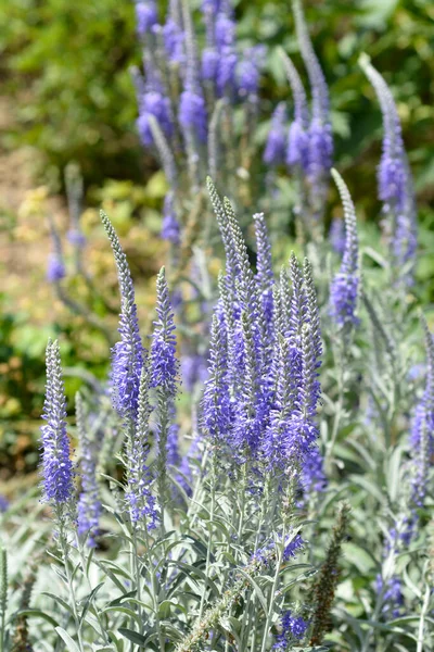 Silver Speedwell Blue Flowers Latin Name Veronica Spicata Subsp Incana — Stock Photo, Image