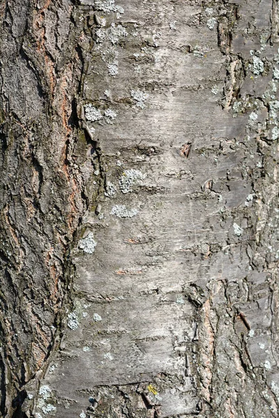 Damson Plum Bark Detail Латинское Название Prunus Domestica Ssp Insititia — стоковое фото