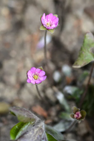 Pink Liverwort Flower Латинское Название Hepatica Nobilis Rosea — стоковое фото