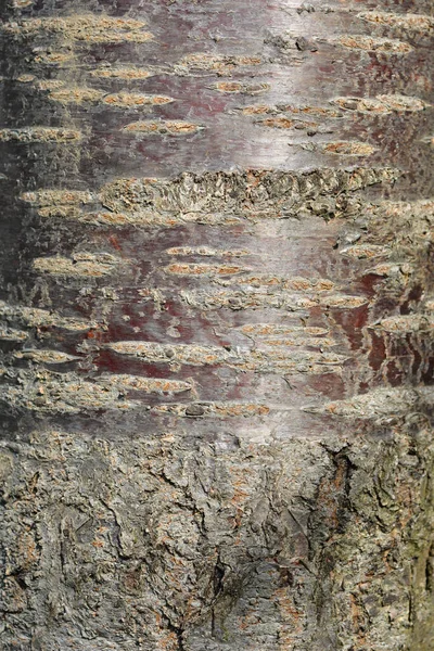 Tatlı Kiraz Ağacı Kabuğu Detayı Latince Adı Prunus Avium — Stok fotoğraf