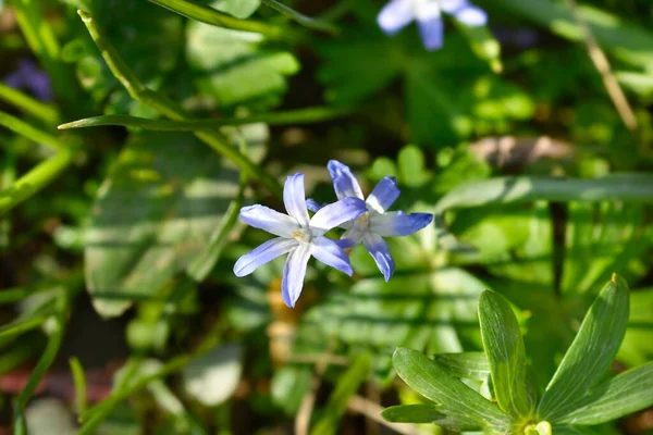 Снігові Блакитні Квіти Латинська Назва Scilla Luciliae — стокове фото
