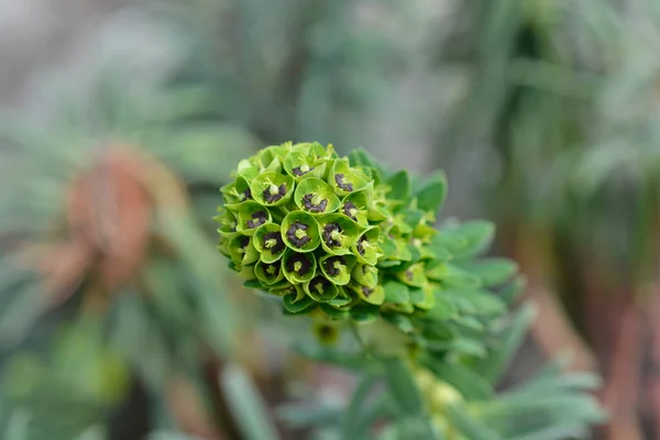 Spurge Black Pearl Flowers Latin Name Euphorbia Characias Black Pearl — Stock Photo, Image