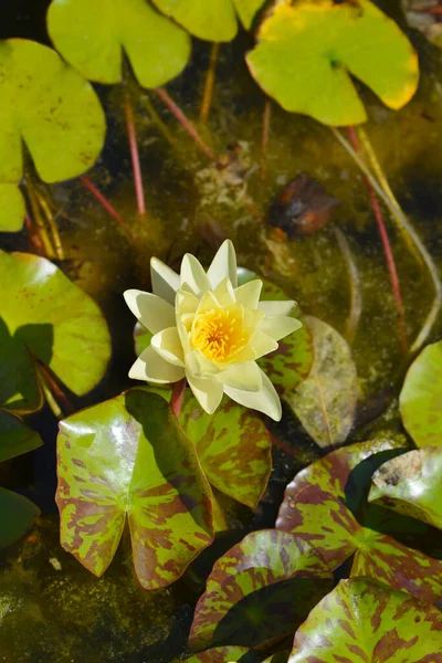 Hardy Water Lily Marliacea Chromatella Flower Latin Name Nymphaea Marliacea — Stock Photo, Image