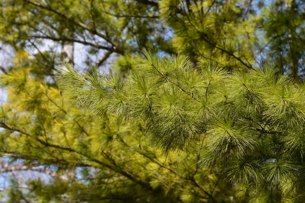 Восточная Ветвь Белой Сосны Латинское Название Pinus Strobus — стоковое фото