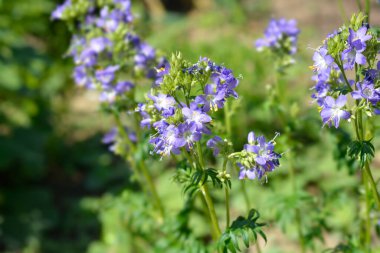 Mavi Jakobs merdiven çiçekleri - Latince adı - Polemonyum caeruleum