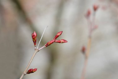 Yaprak tomurcuklu Japon akçaağaç dalı - Latince adı - Acer palmatum