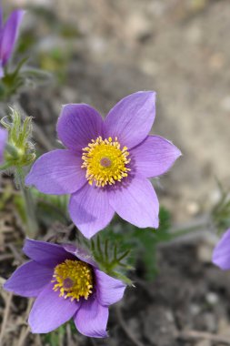 Bahçedeki Pasque çiçekleri - Latince adı - Pulsatilla vurlgaris