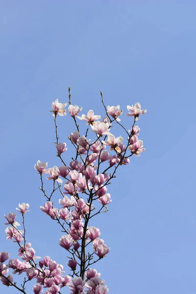 Μανόλια Κλαδιά Δέντρων Λουλούδια Ενάντια Στο Γαλάζιο Του Ουρανού Λατινική — Φωτογραφία Αρχείου