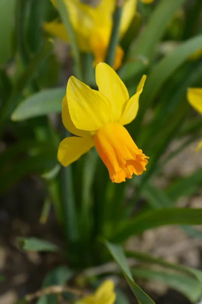 Daffodil Jetfire Flower Латинское Название Narcissus Jetfire — стоковое фото