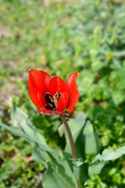 Цветы Тюльпанов Латинское Название Tulipa Agenensis — стоковое фото