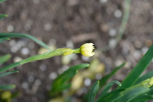 Nergis Çiçeği Tomurcukları Latince Adı Narcissus Minnow — Stok fotoğraf
