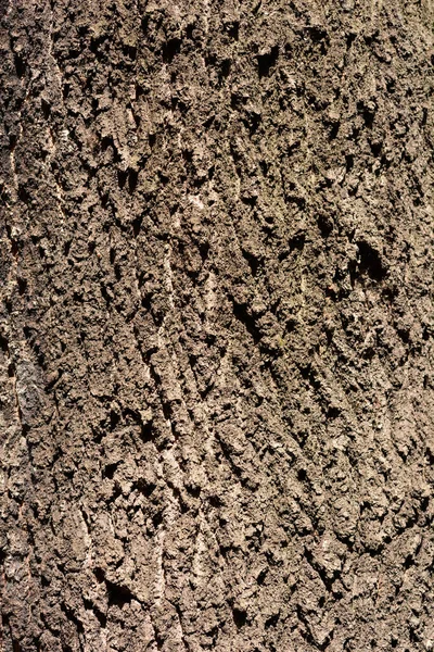 Common Ash Bark Detail Latin Name Fraxinus Excelsior — Stock Photo, Image