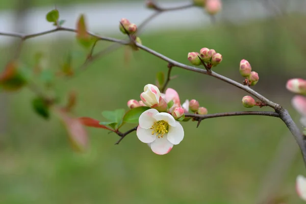 Japansk Blommande Kvitten Toyo Nishiki Gren Med Blommor Latinskt Namn — Stockfoto