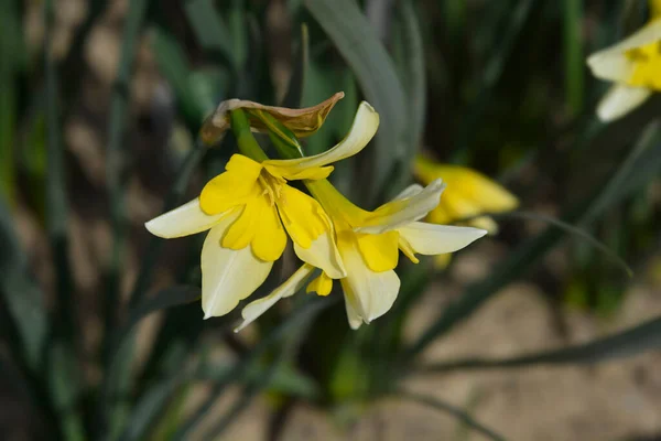 Motýl Daffodil Usmívající Dvojčata Květiny Latinský Název Narcissus Usmívající Dvojče — Stock fotografie