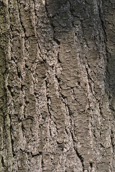 Oostelijke Witte Dennenschors Latijnse Naam Pinus Strobus — Stockfoto