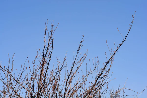 Gałęzie Damson Plum Pączkami Kwiatowymi Łacińska Nazwa Prunus Domestica Ssp — Zdjęcie stockowe