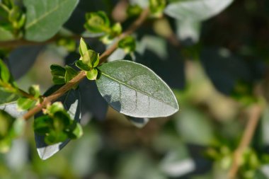 Oval yapraklı özel yapraklar - Latince adı - Ligustrum ovalifolium