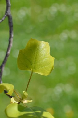 Lale ağacı yapraklı - Latince adı - Liriodendron tulipifera