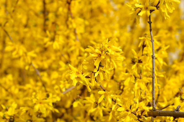 Trauernde Forsythia Gelbe Blüten Lateinischer Name Forsythia Suspensa — Stockfoto
