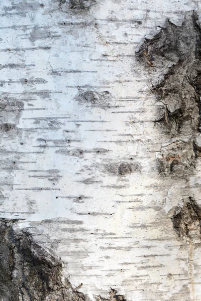 stock image Common birch bark detail - Latin name - Betula pendula