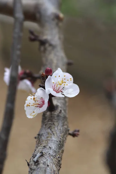 Drzewo Morelowe Gałąź Albicocco Vitillo Kwiatem Nazwa Łacińska Prunus Armeniaca — Zdjęcie stockowe