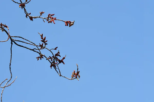 Lombardia Topola Gałęzie Kwiatami Tle Błękitnego Nieba Łacińska Nazwa Populus — Zdjęcie stockowe
