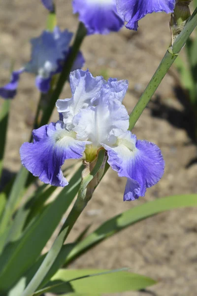 Uzun Sakallı Iris Clarence Çiçeği Latince Adı Iris Clarence — Stok fotoğraf
