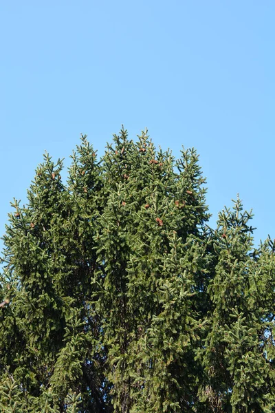 Νορβηγία Κλαδιά Ερυθρελάτης Κατά Του Γαλάζιου Ουρανού Λατινική Ονομασία Picea — Φωτογραφία Αρχείου