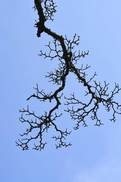青い空に対して花芽を持つマグノリアの枝 ラテン語名 マグノリアX Soulangeana — ストック写真