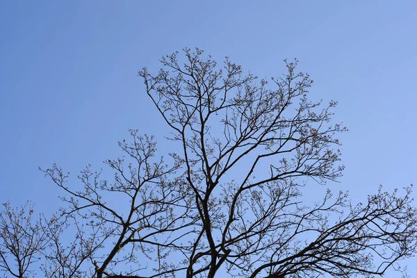 ノルウェーのカエデの枝 青い空に対する芽 ラテン語名 Acer Platanoides — ストック写真