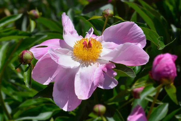 Różowy Pachnący Kwiat Piwonii Łacińska Nazwa Paeonia Lactiflora — Zdjęcie stockowe