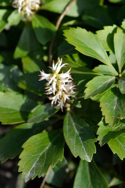 Japanische Pachysandra Blüten Und Blätter Lateinischer Name Pachysandra Terminalis — Stockfoto
