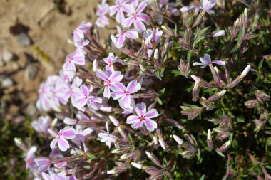 Creeping Phlox Candy Stripe flowers - Latin name - Phlox subulata Candy Stripe