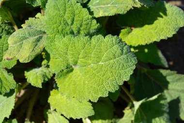 Clary bilge Vatikan Beyaz yaprakları - Latince adı - Salvia sclarea Vatikan Beyazı