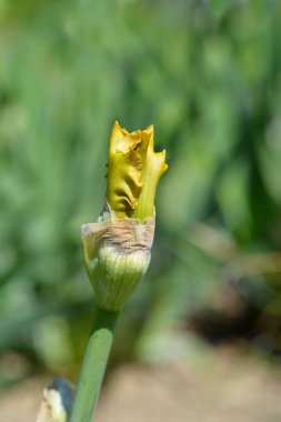 Sınır Sakallı Iris Luna Di Miele çiçek tomurcuğu Latince adı Iris Luna Di Miele