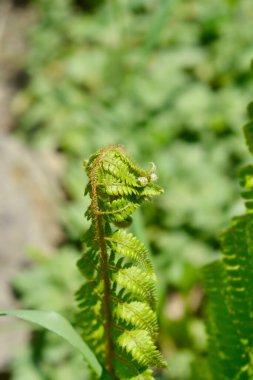 Sert kalkan eğreltiotu yaprakları - Latince adı - Polystichum aculeatum