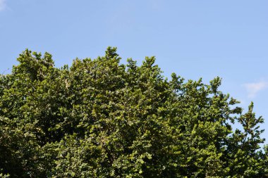 Mavi gökyüzüne karşı yaygın kutu dalları - Latince adı - Buxus sempervirens