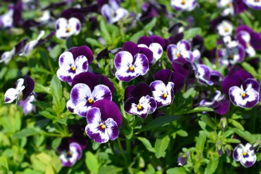 Boynuzlu menekşe beyaz ve mor çiçekler - Latince adı - Viola cornuta