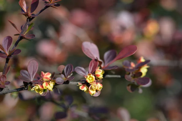 花と紫色の日本のバーベリーブランチ ラテン名 ベルベリス トゥンベルギF Atropurpurpurea — ストック写真