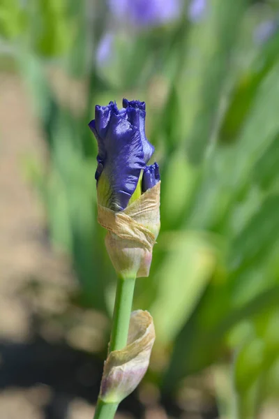 Σύνορα Γενειοφόρος Iris Lusahim Μπουμπούκι Λουλούδι Λατινικό Όνομα Iris Lusahim — Φωτογραφία Αρχείου