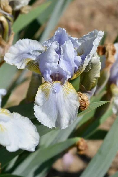 Промежуточная Бородатая Радужка Palm Springs Flower Латинское Название Iris Palm — стоковое фото