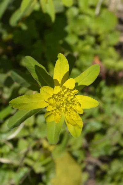 Poduszka Spurge Żółte Kwiaty Nazwa Łacińska Euphorbia Epithymoides — Zdjęcie stockowe