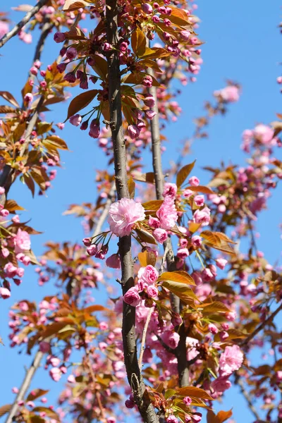 Ιαπωνικό Ανθισμένο Κεράσι Kanzan Λατινική Ονομασία Prunus Serrulata Kanzan — Φωτογραφία Αρχείου
