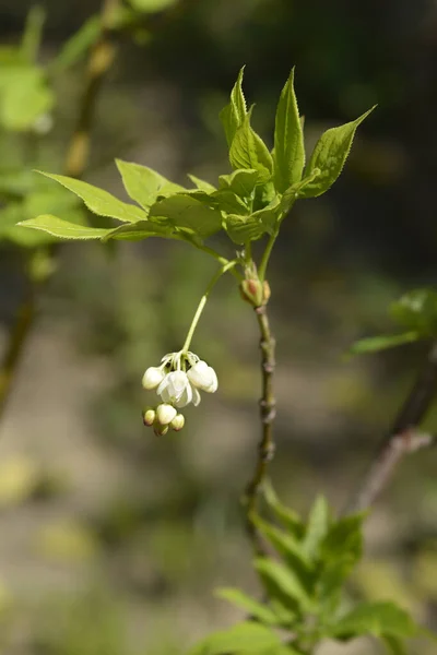 European Bladdernut Branch Flower Latin Name Staphylea Pinnata — Stock Photo, Image